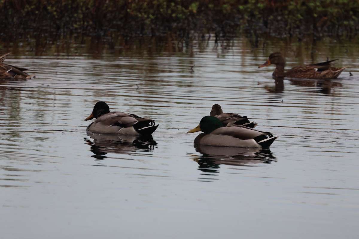 Mallard - ML646691073