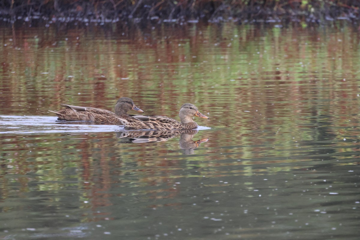 Mallard - ML646691074