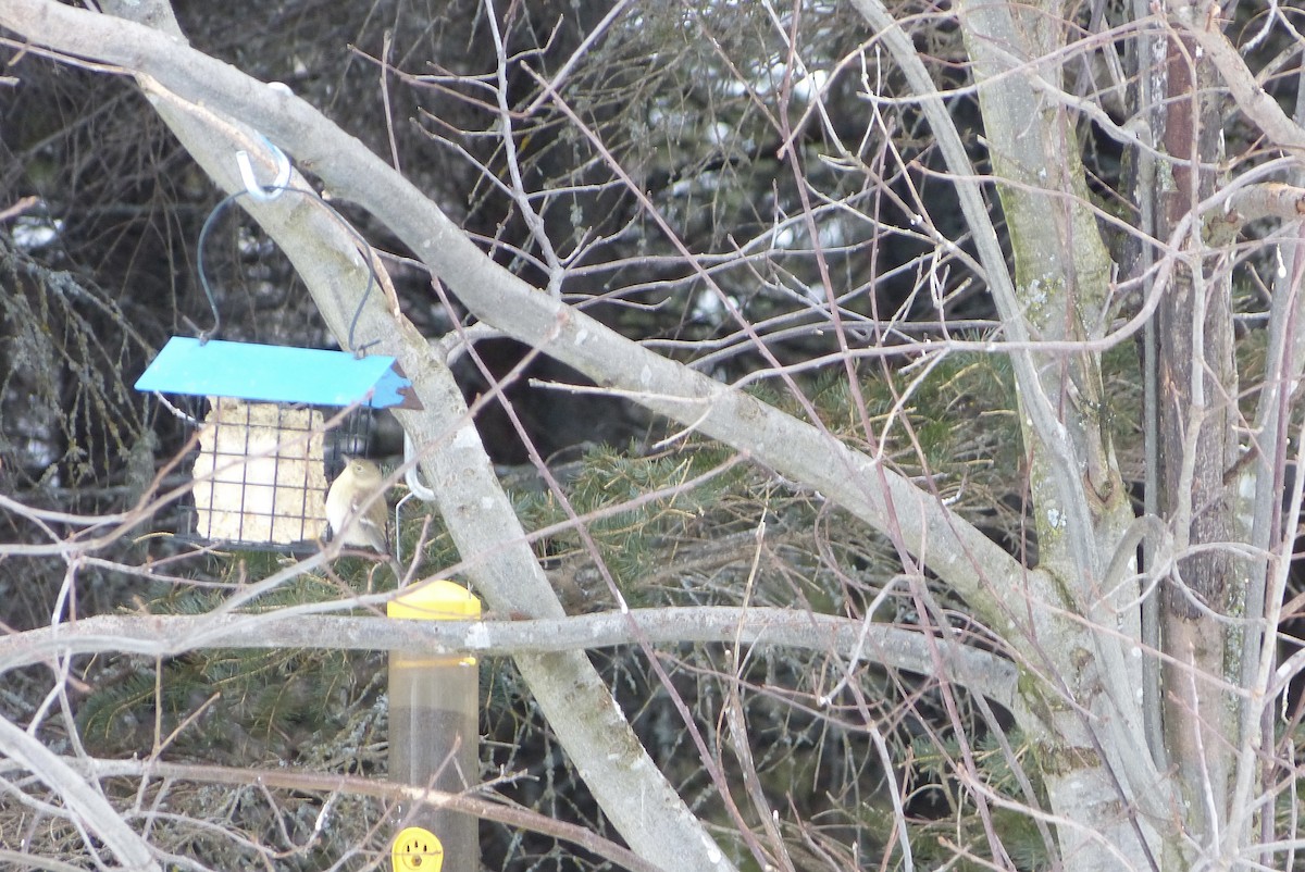 סבכון אורנים - ML646691076