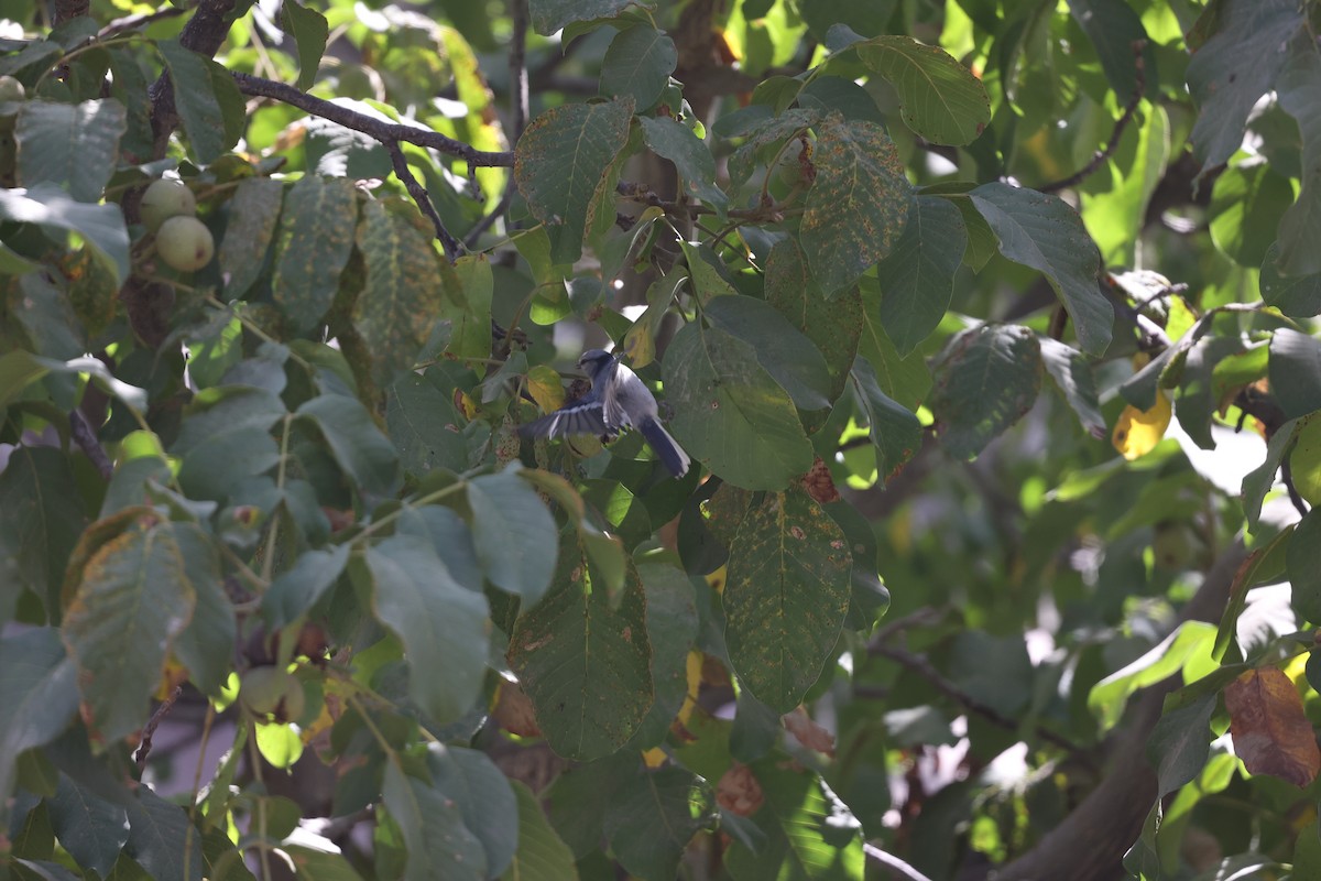 ルリガラ - ML646691078