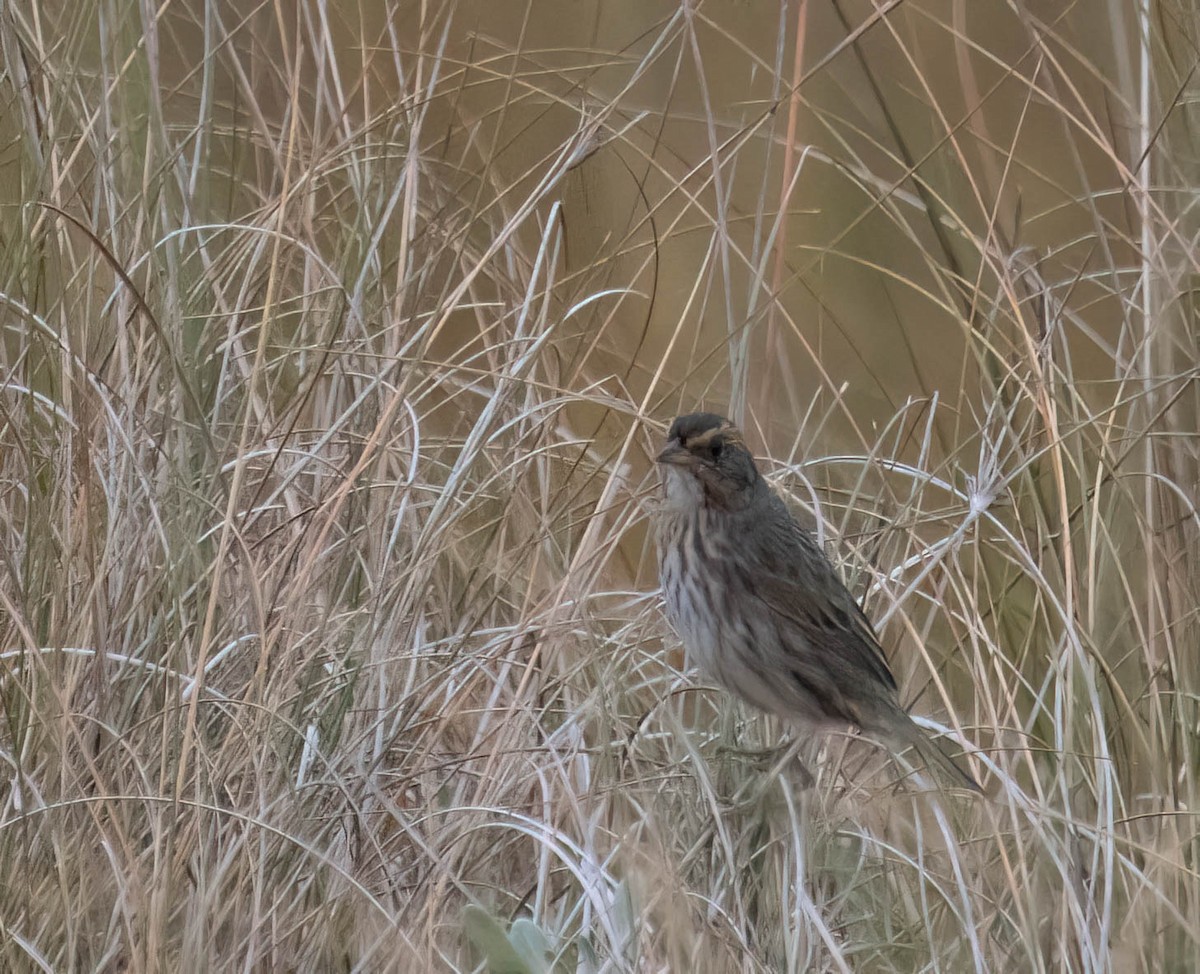 Saltmarsh Sparrow - ML646691085