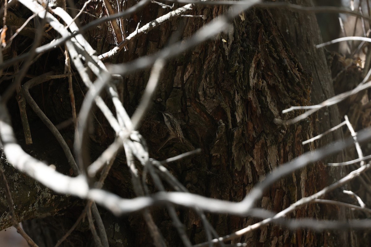 ヒマラヤキバシリ - ML646691087