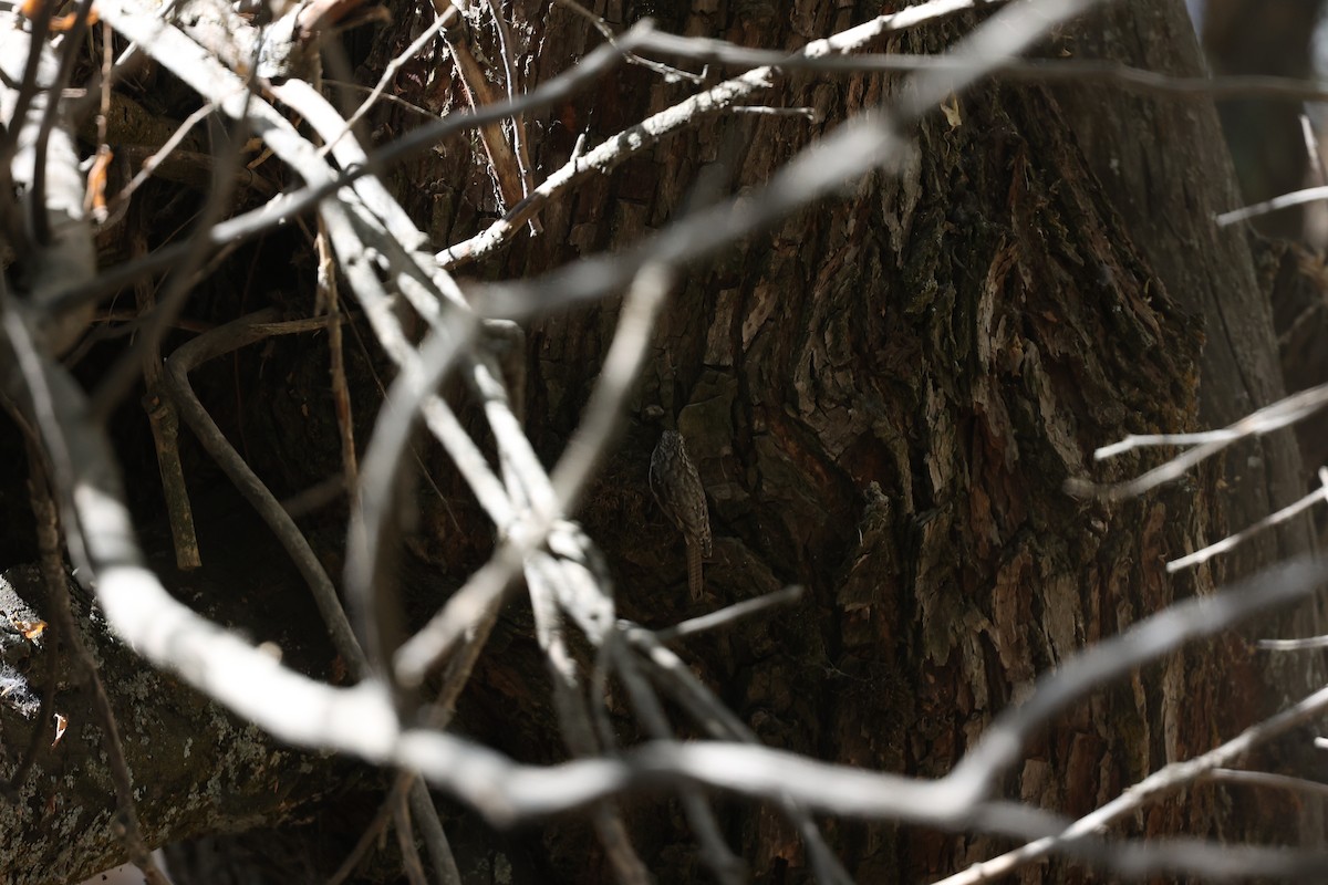 ヒマラヤキバシリ - ML646691088