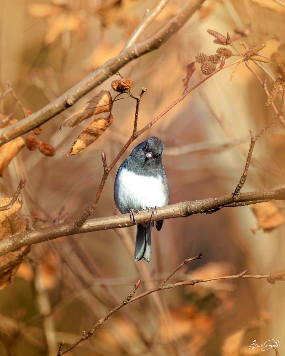 Junco Ojioscuro - ML646691089