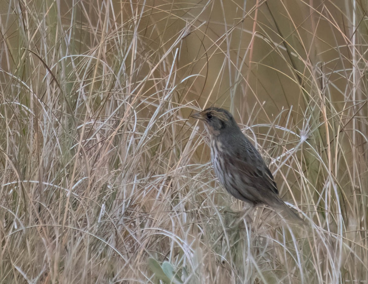 Saltmarsh Sparrow - ML646691094