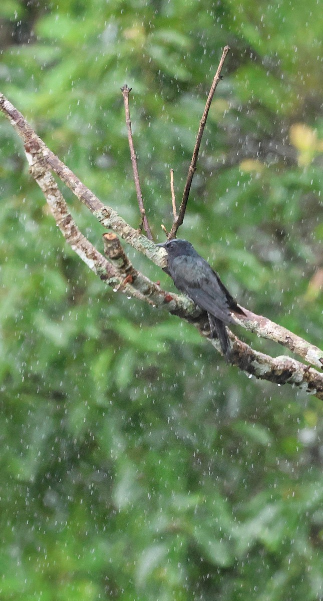 Square-tailed Drongo-Cuckoo - ML646691103
