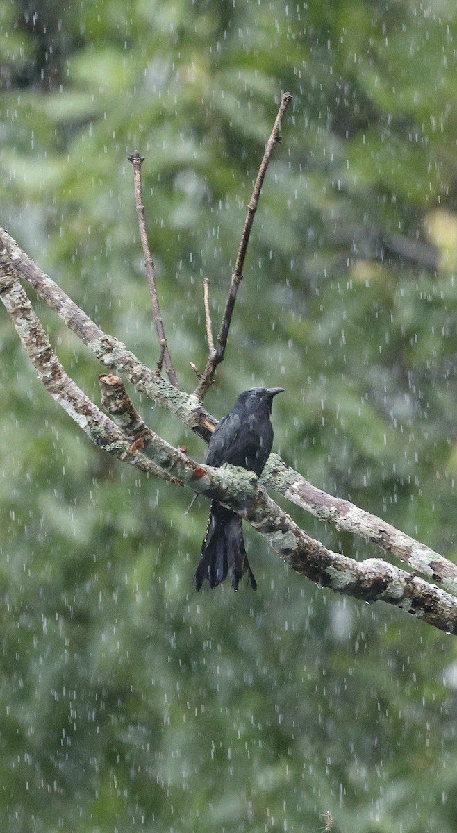 Square-tailed Drongo-Cuckoo - ML646691104