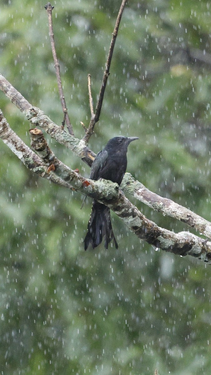 Square-tailed Drongo-Cuckoo - ML646691106