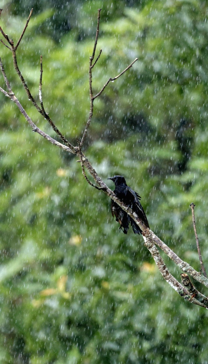 Square-tailed Drongo-Cuckoo - ML646691109