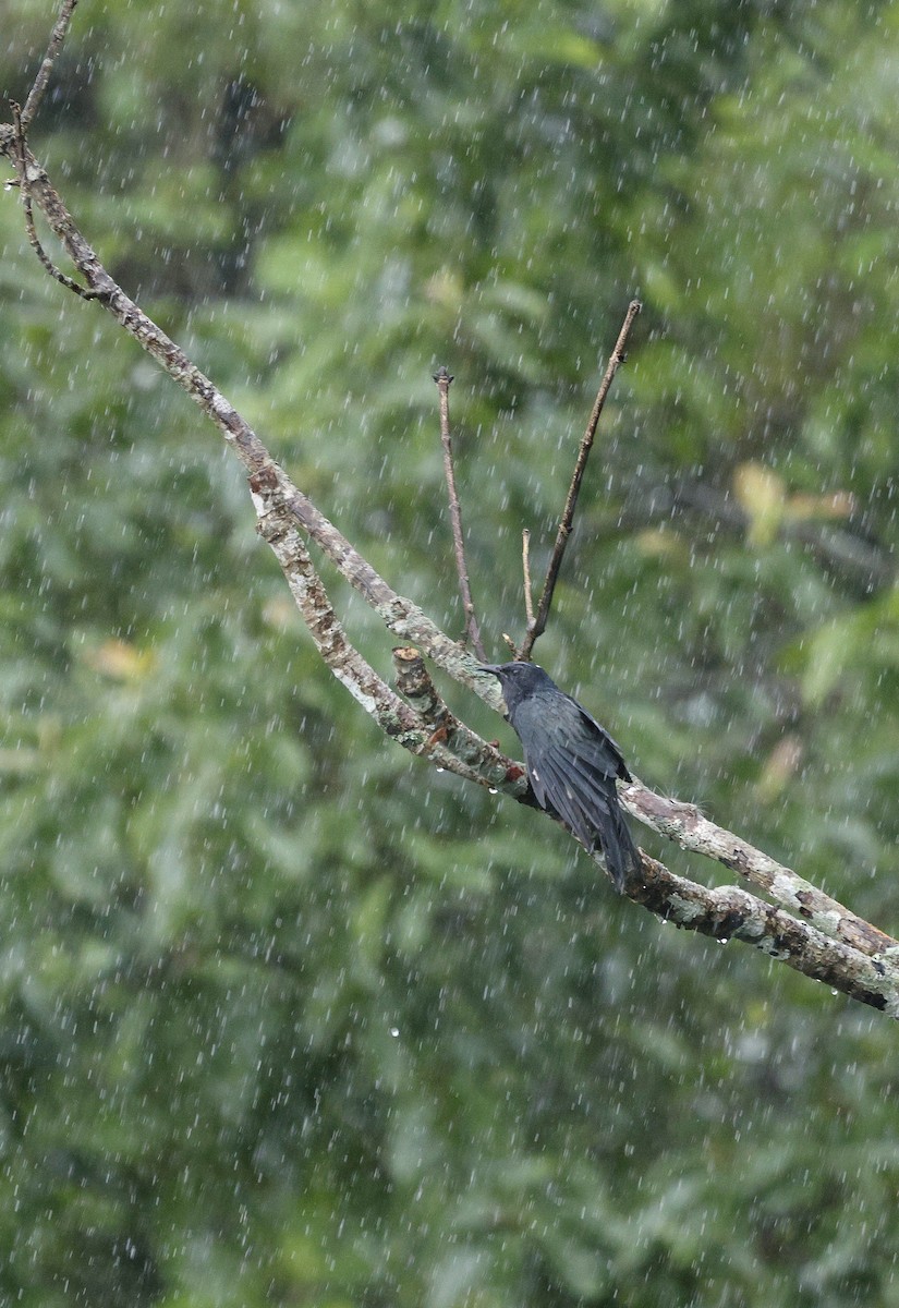 Square-tailed Drongo-Cuckoo - ML646691110