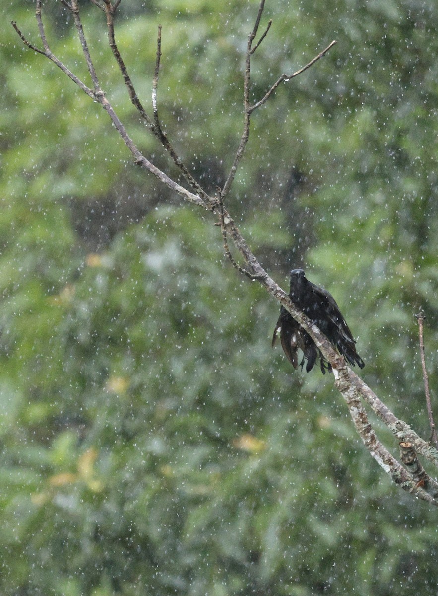 Square-tailed Drongo-Cuckoo - ML646691111