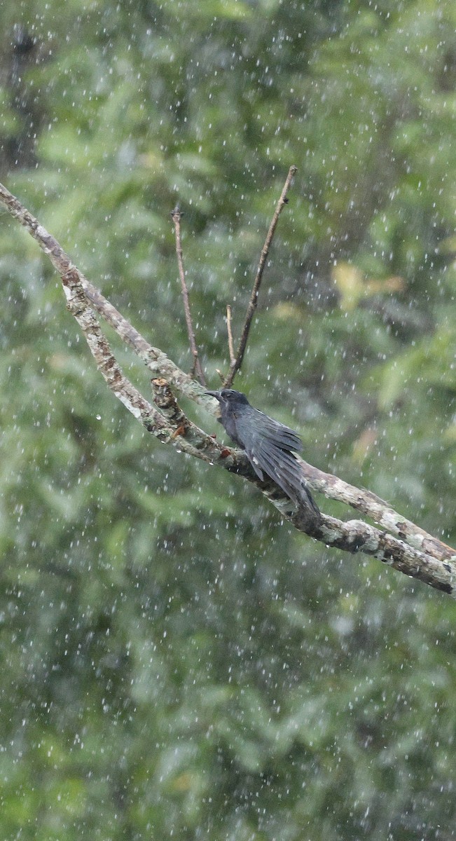 Square-tailed Drongo-Cuckoo - ML646691112