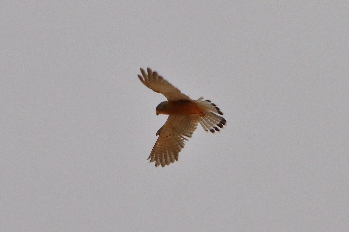 Rock Kestrel - ML646691113