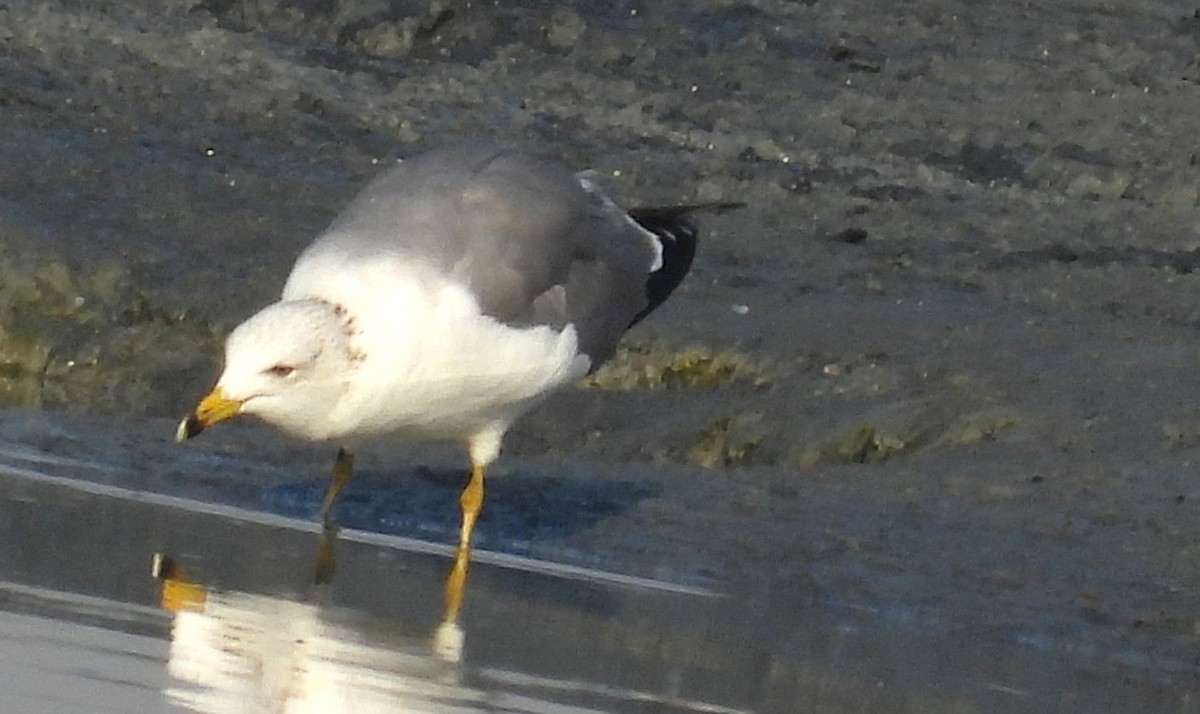 Armenian Gull - ML646691115