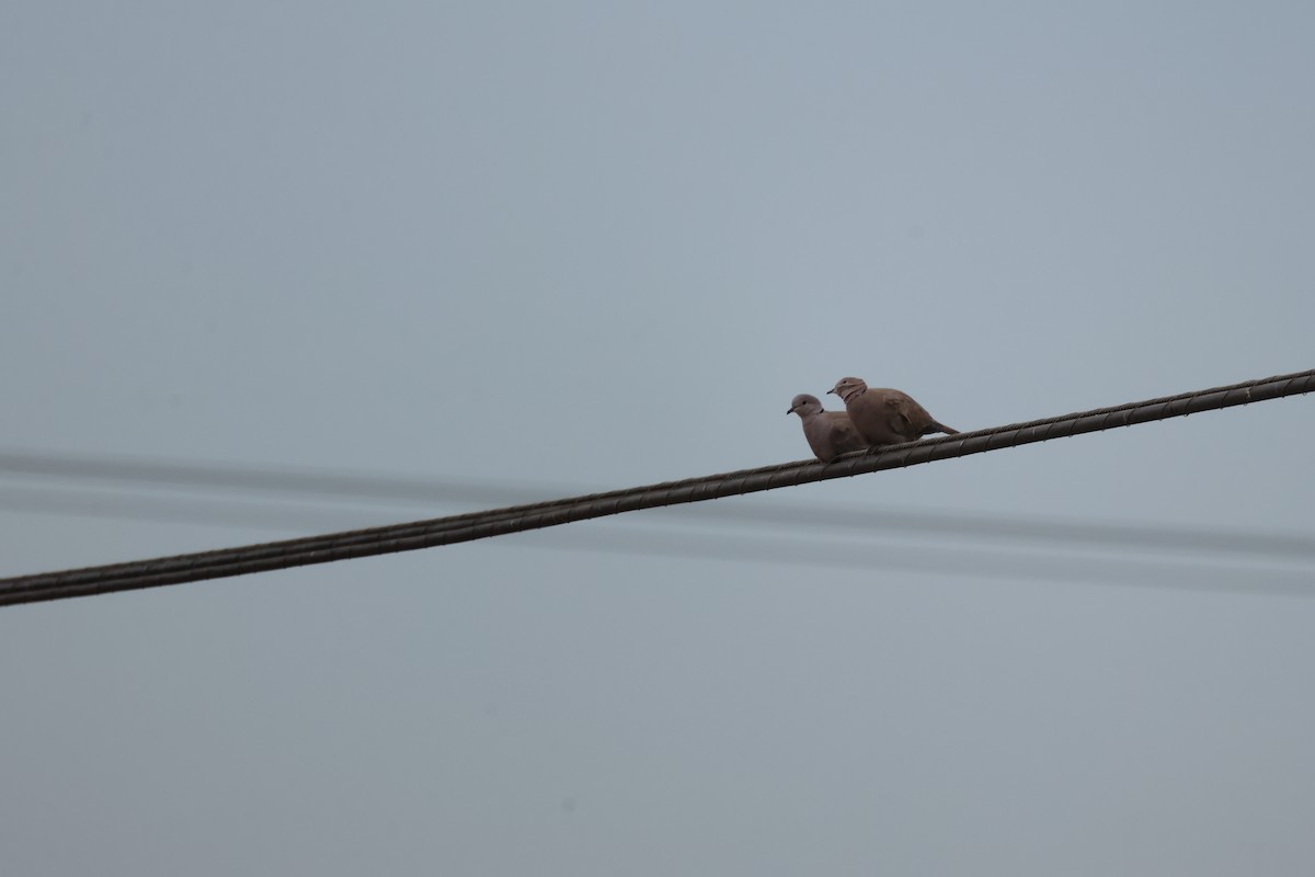 シラコバト - ML646691117