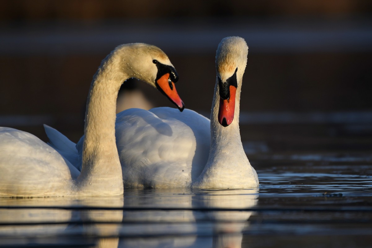 Cigno reale - ML646691118