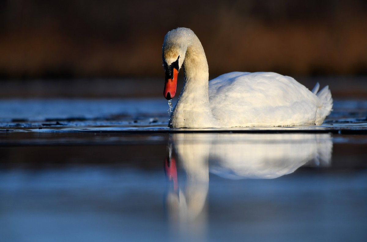 Cigno reale - ML646691119