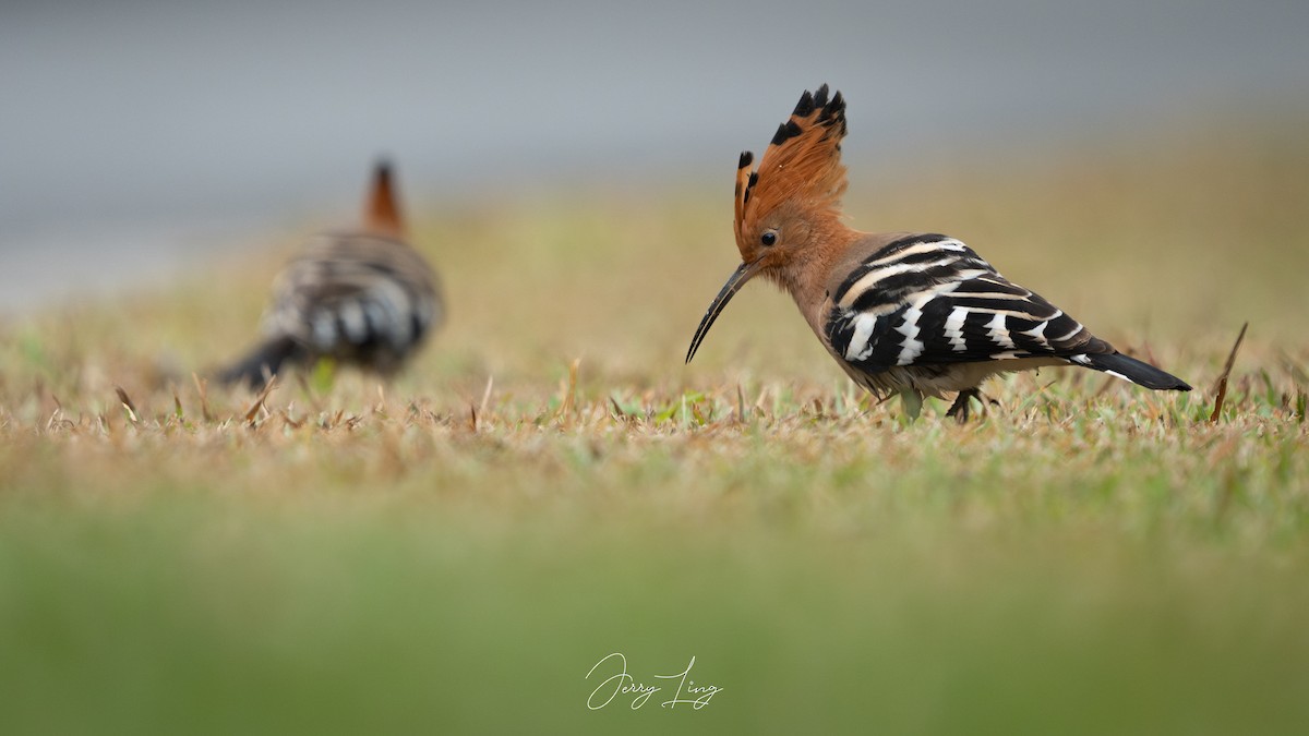 Common Hoopoe - ML646691120