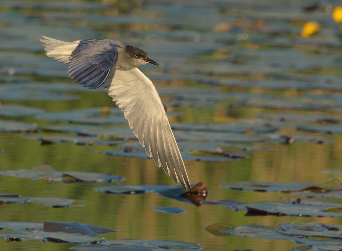 Black Tern - ML646691121