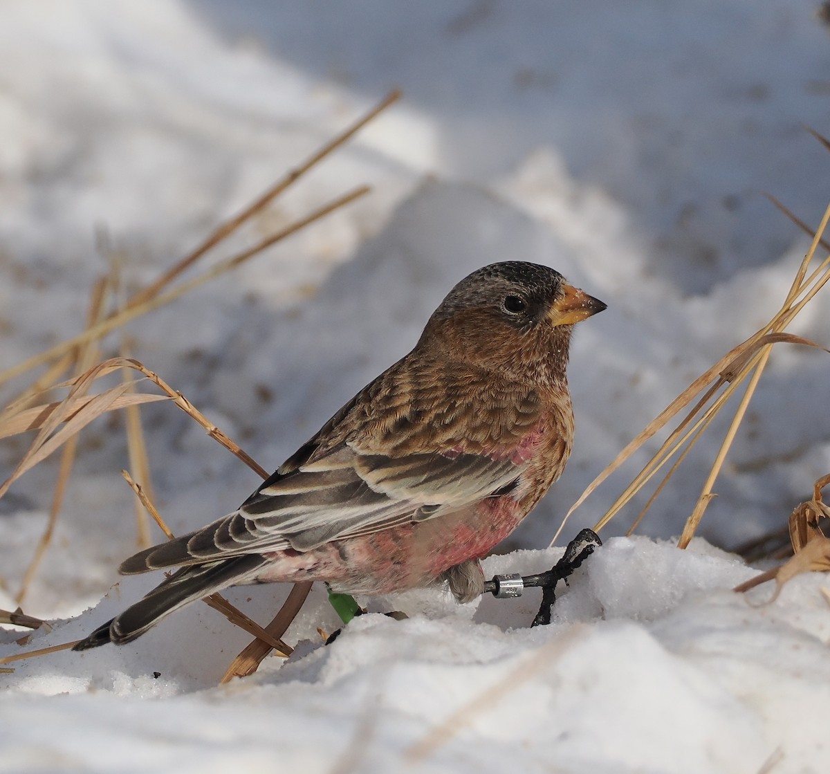 Coloradoschneegimpel - ML646691124