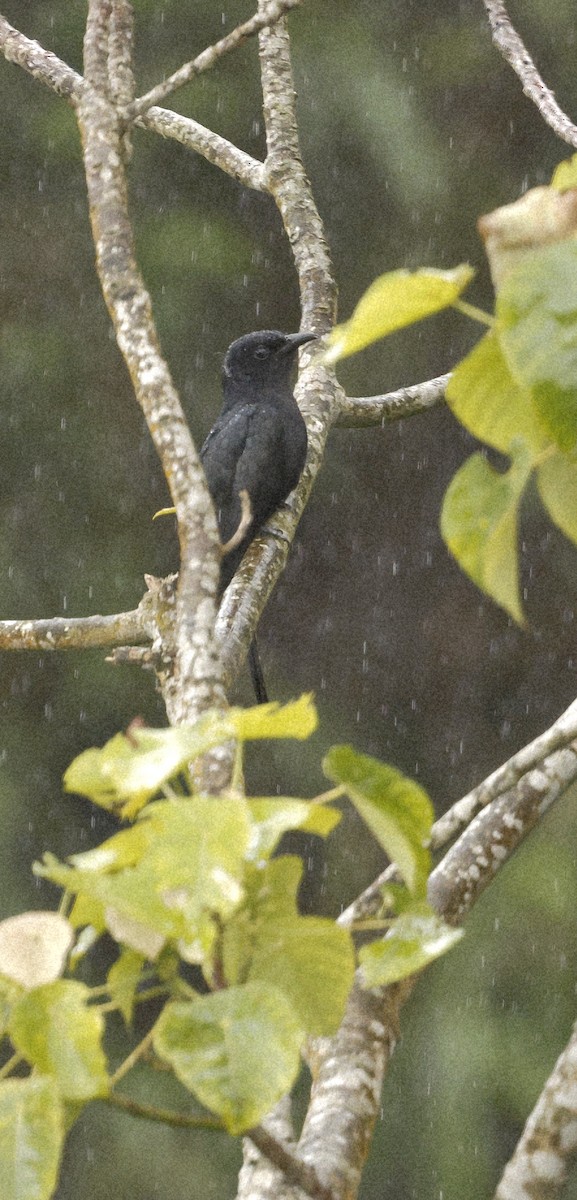 Square-tailed Drongo-Cuckoo - ML646691129