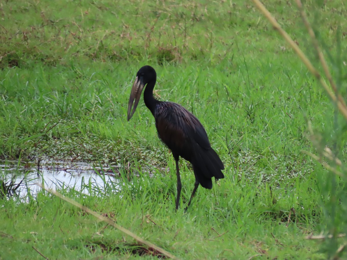 African Openbill - ML646691132