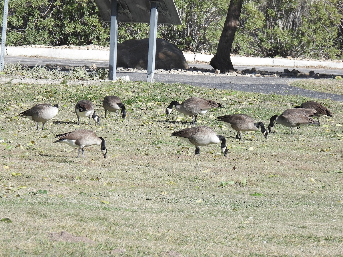 Canada Goose - ML646691133