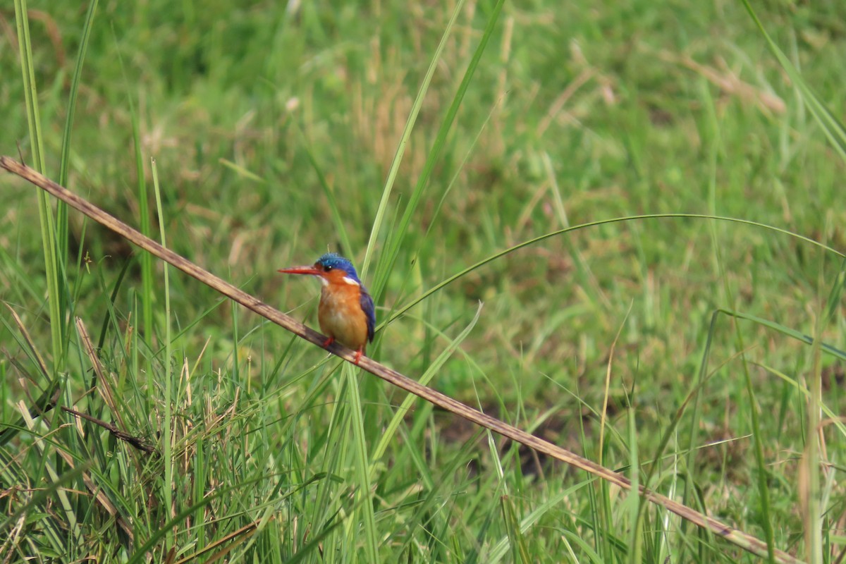 Malachite Kingfisher - ML646691134