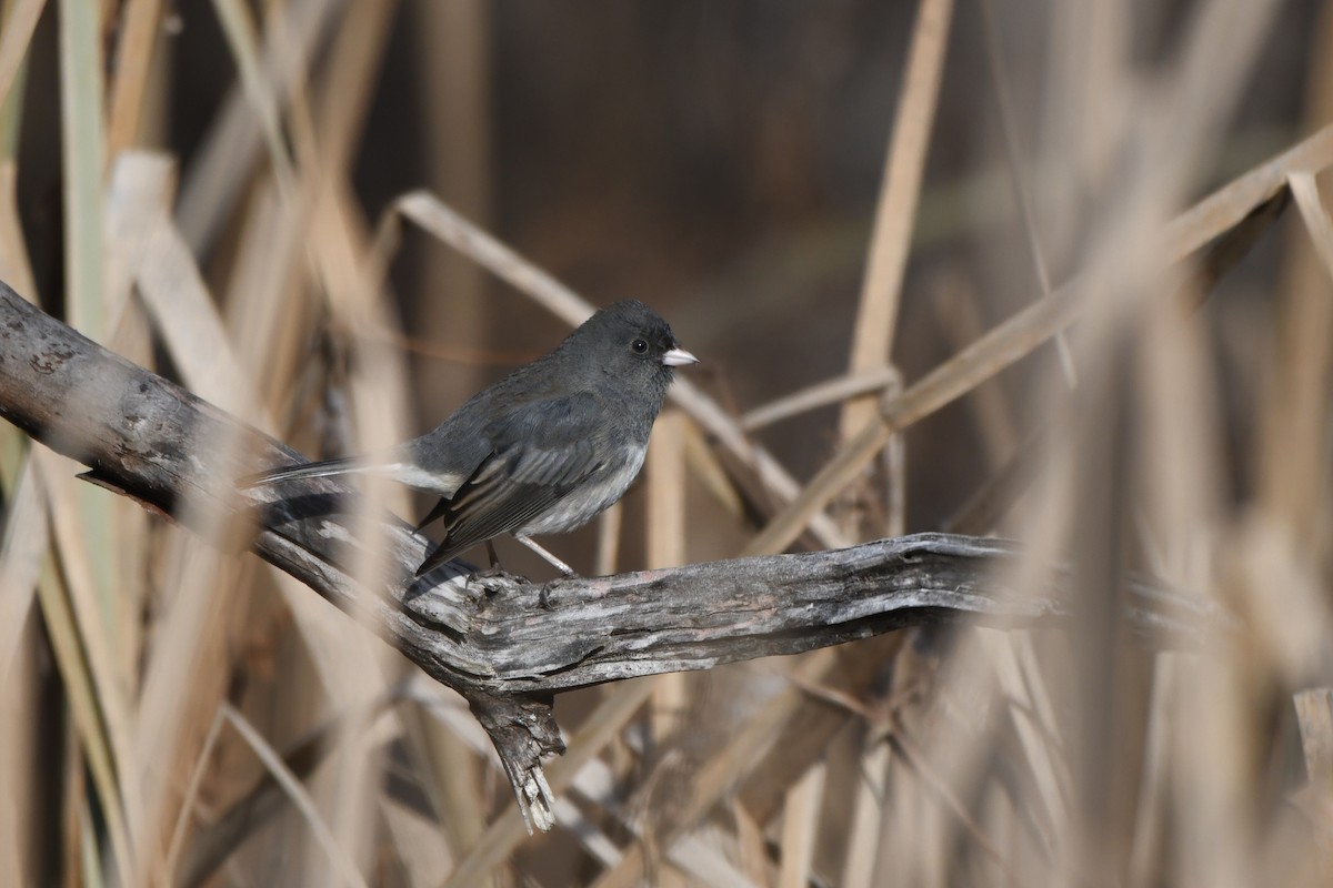 Dark-eyed Junco - ML646691135