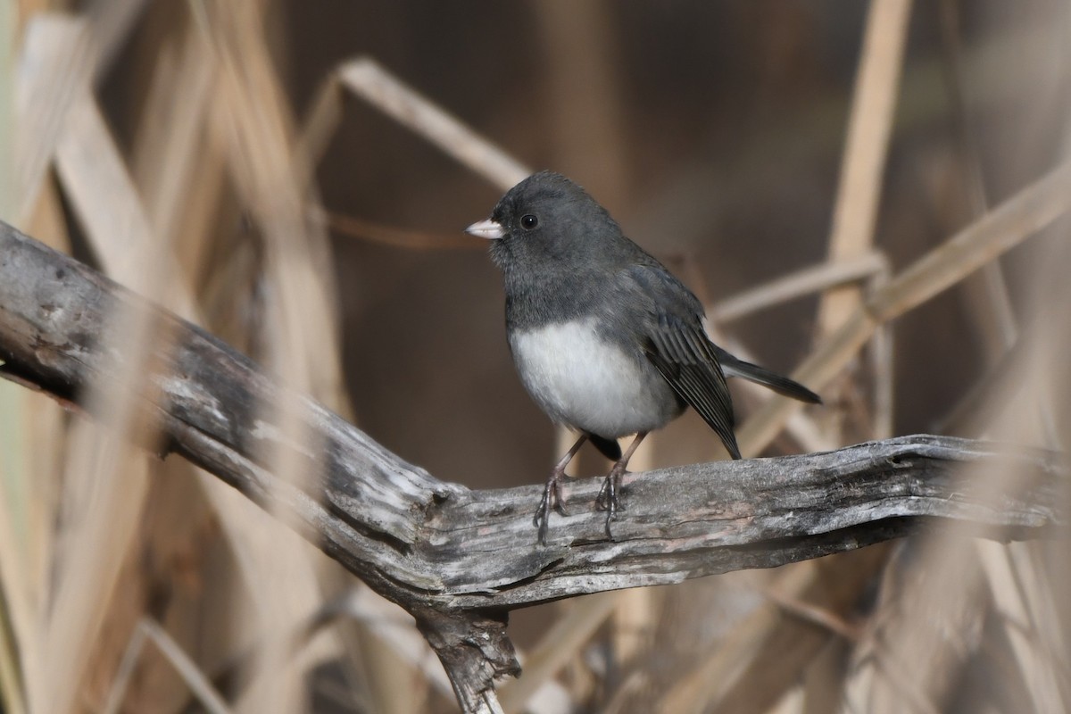 Dark-eyed Junco - ML646691136