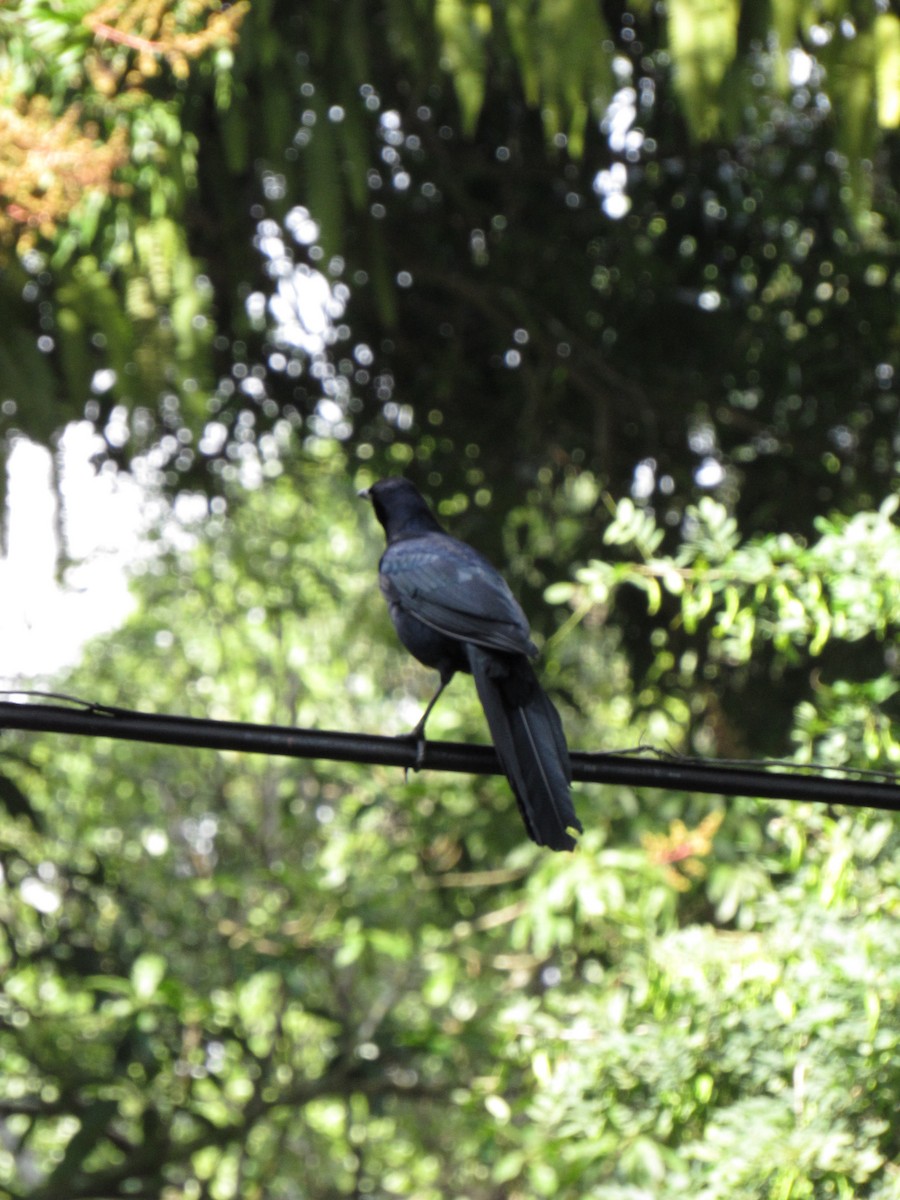 Great-tailed Grackle - ML646691140