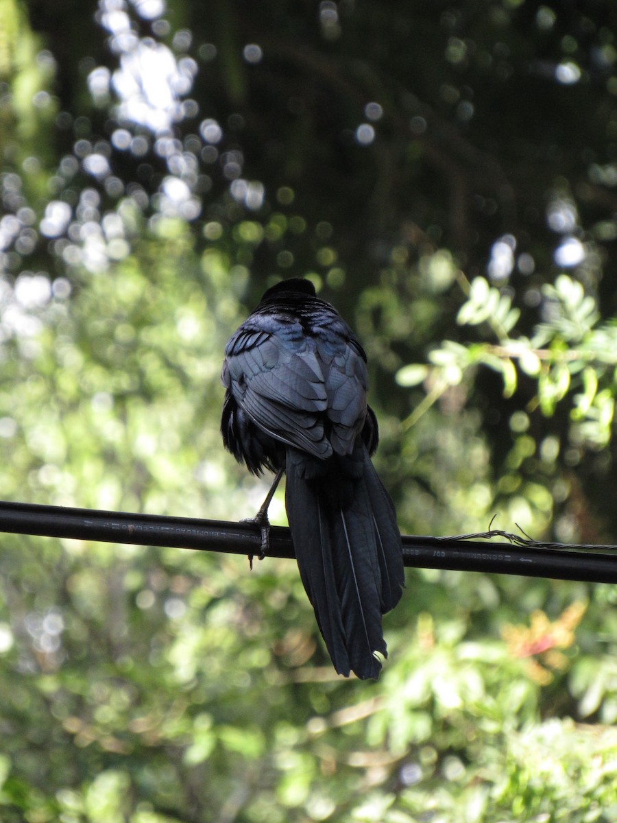 Great-tailed Grackle - ML646691141