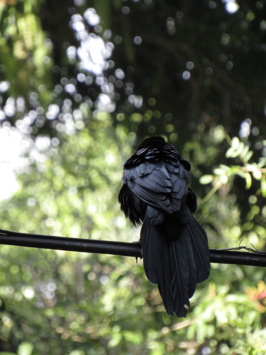Great-tailed Grackle - ML646691142