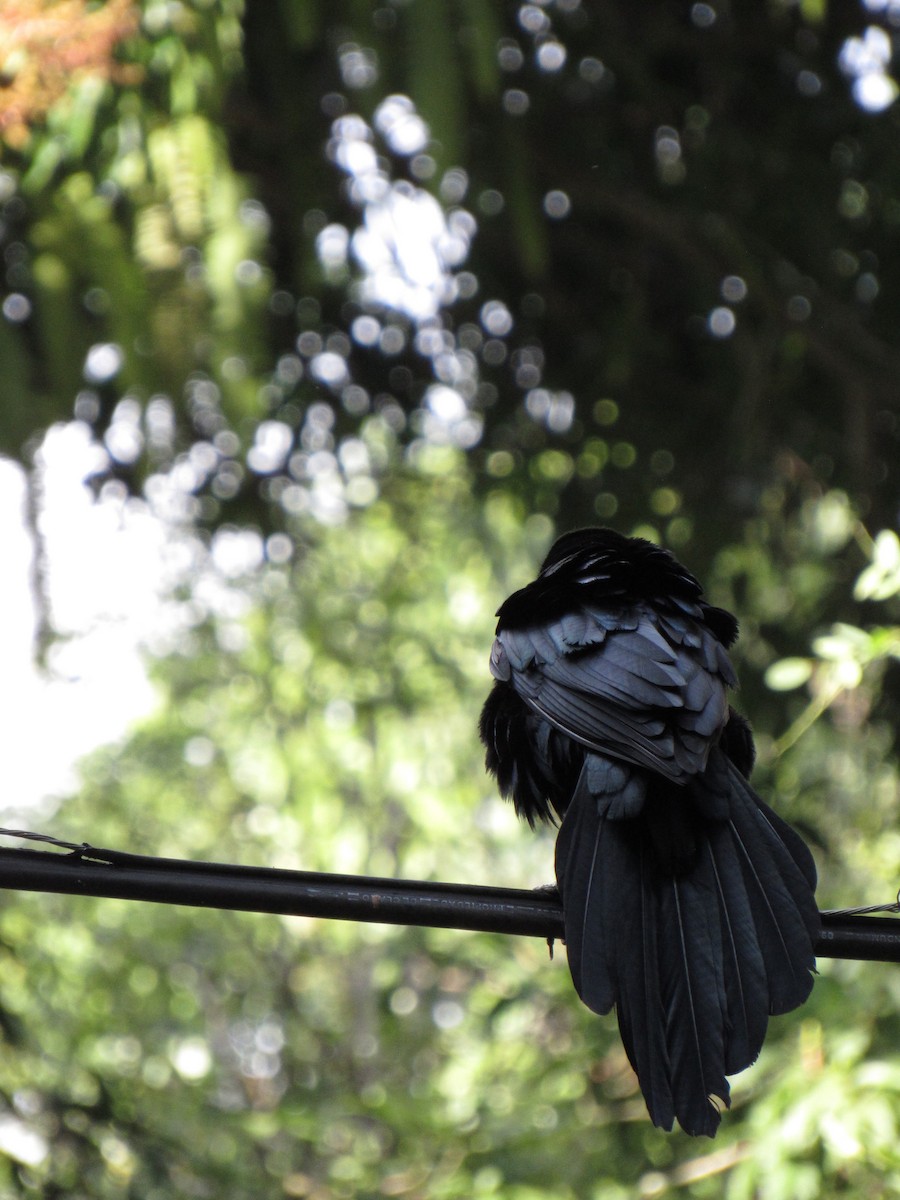 Great-tailed Grackle - ML646691146