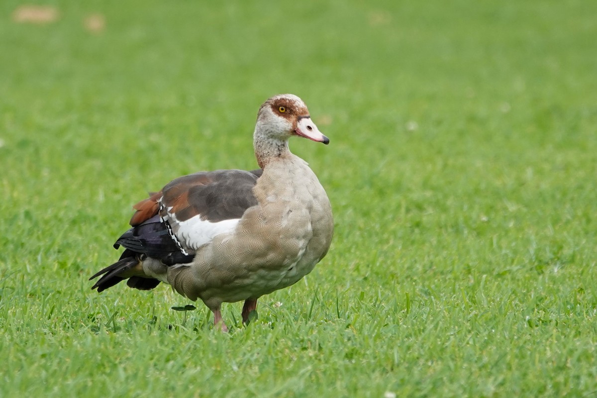 Egyptian Goose - ML646691147