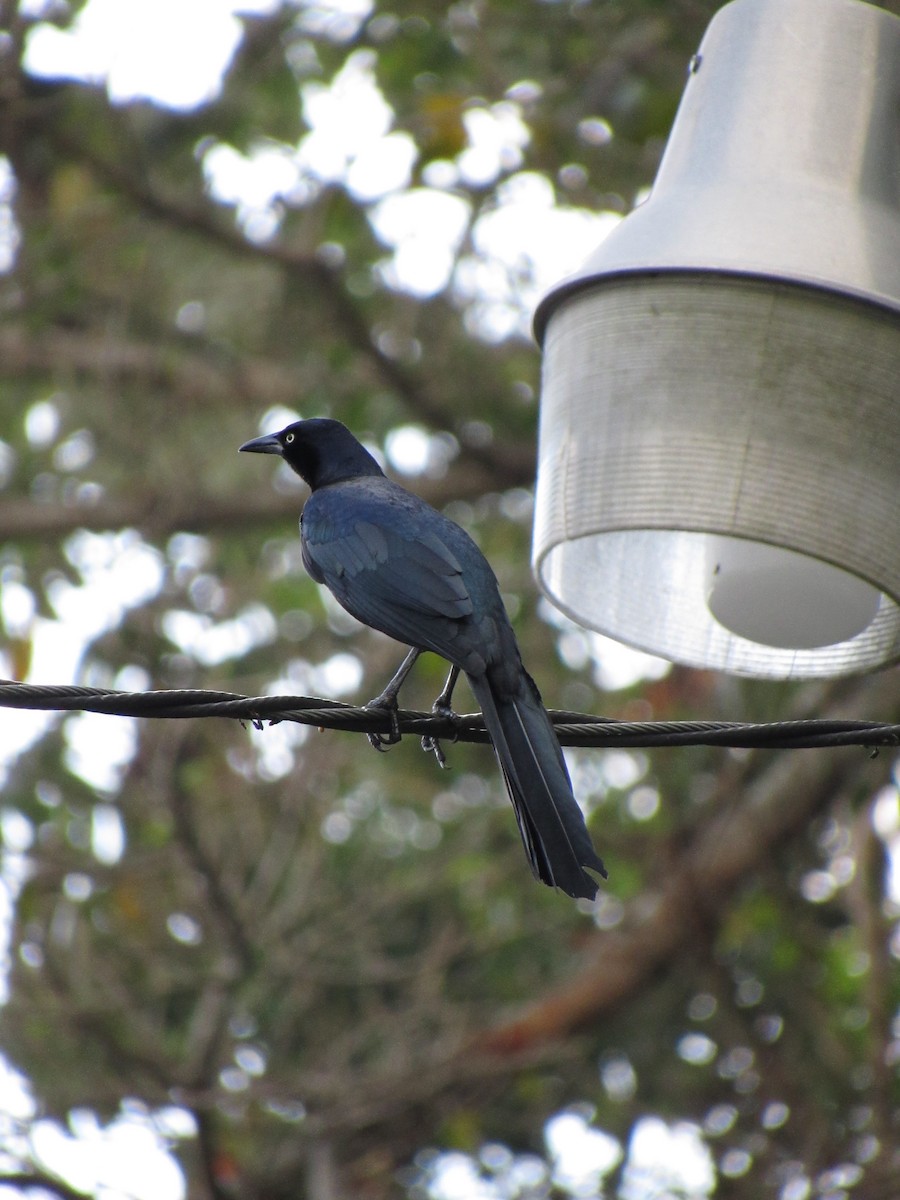 Great-tailed Grackle - ML646691149