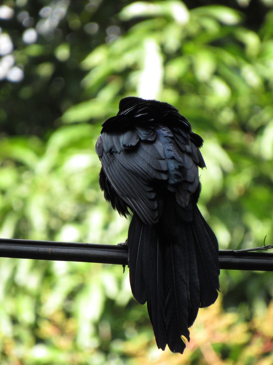 Great-tailed Grackle - ML646691150