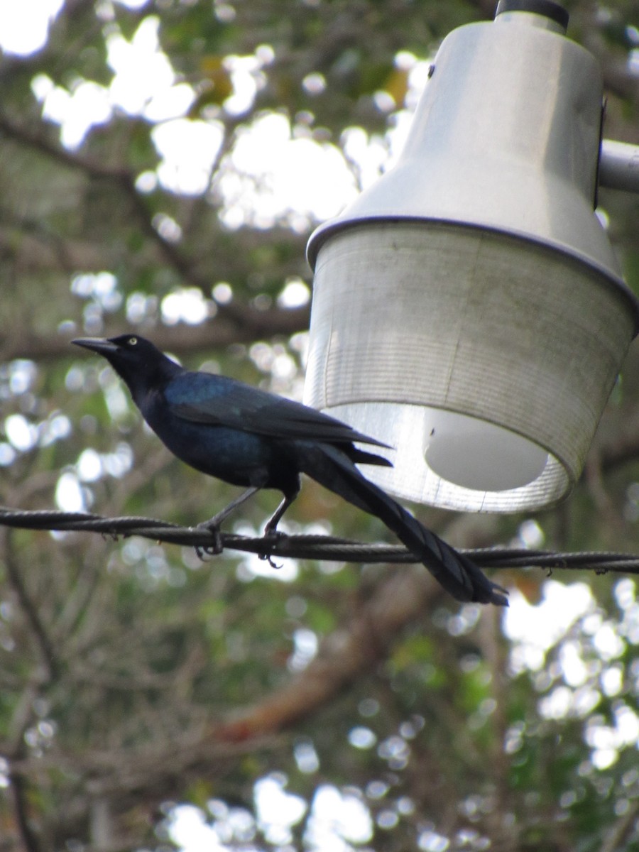Great-tailed Grackle - ML646691151