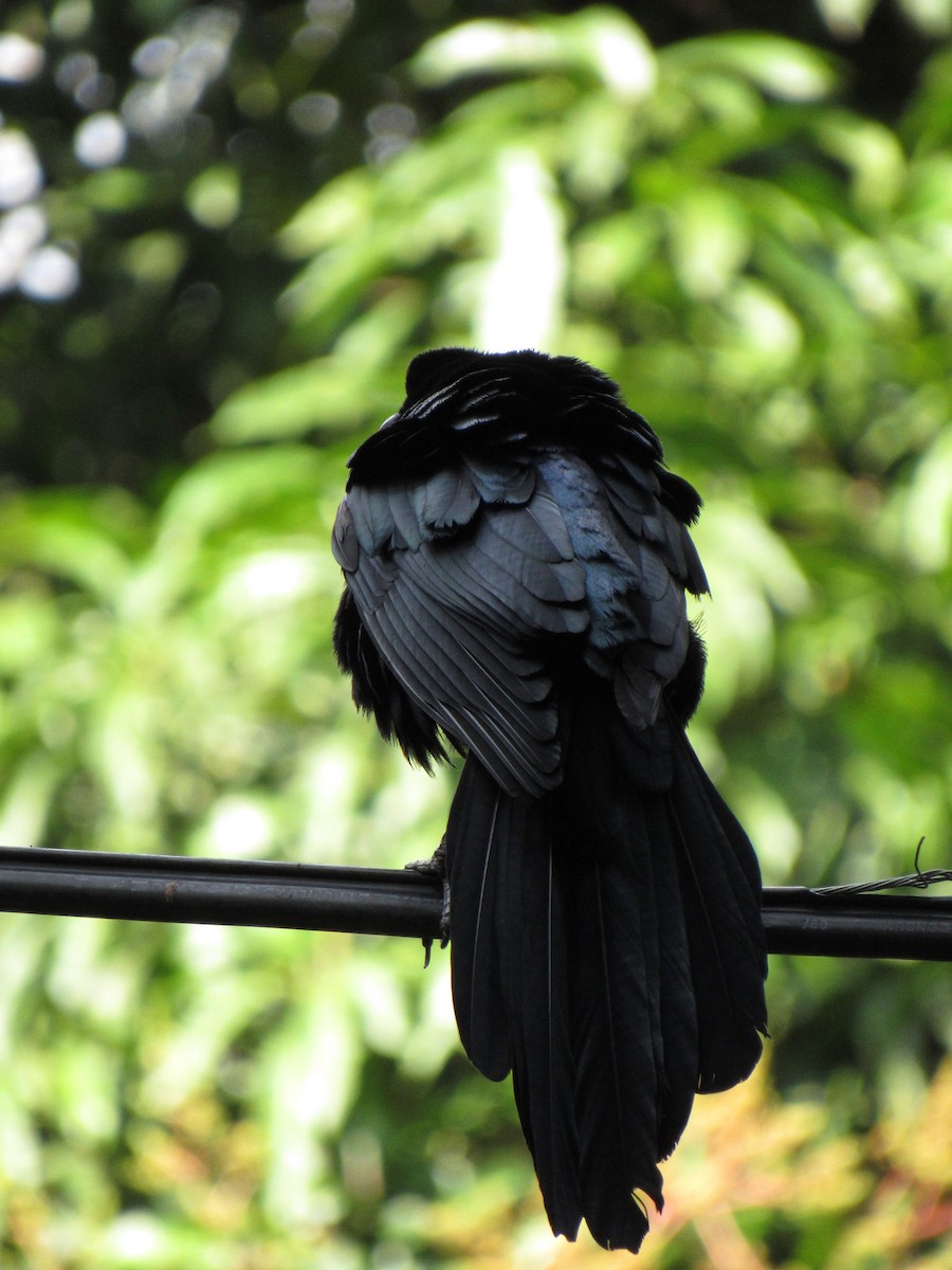 Great-tailed Grackle - ML646691152