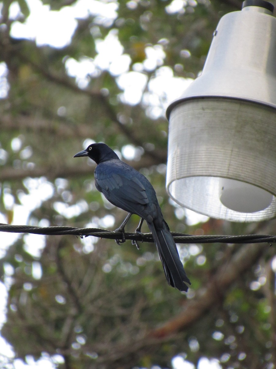 Great-tailed Grackle - ML646691153
