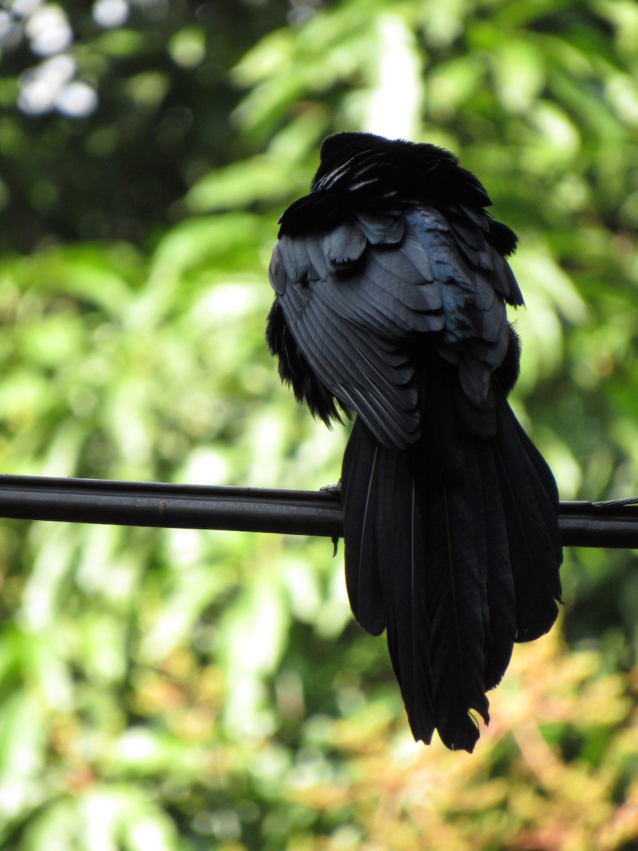 Great-tailed Grackle - ML646691154