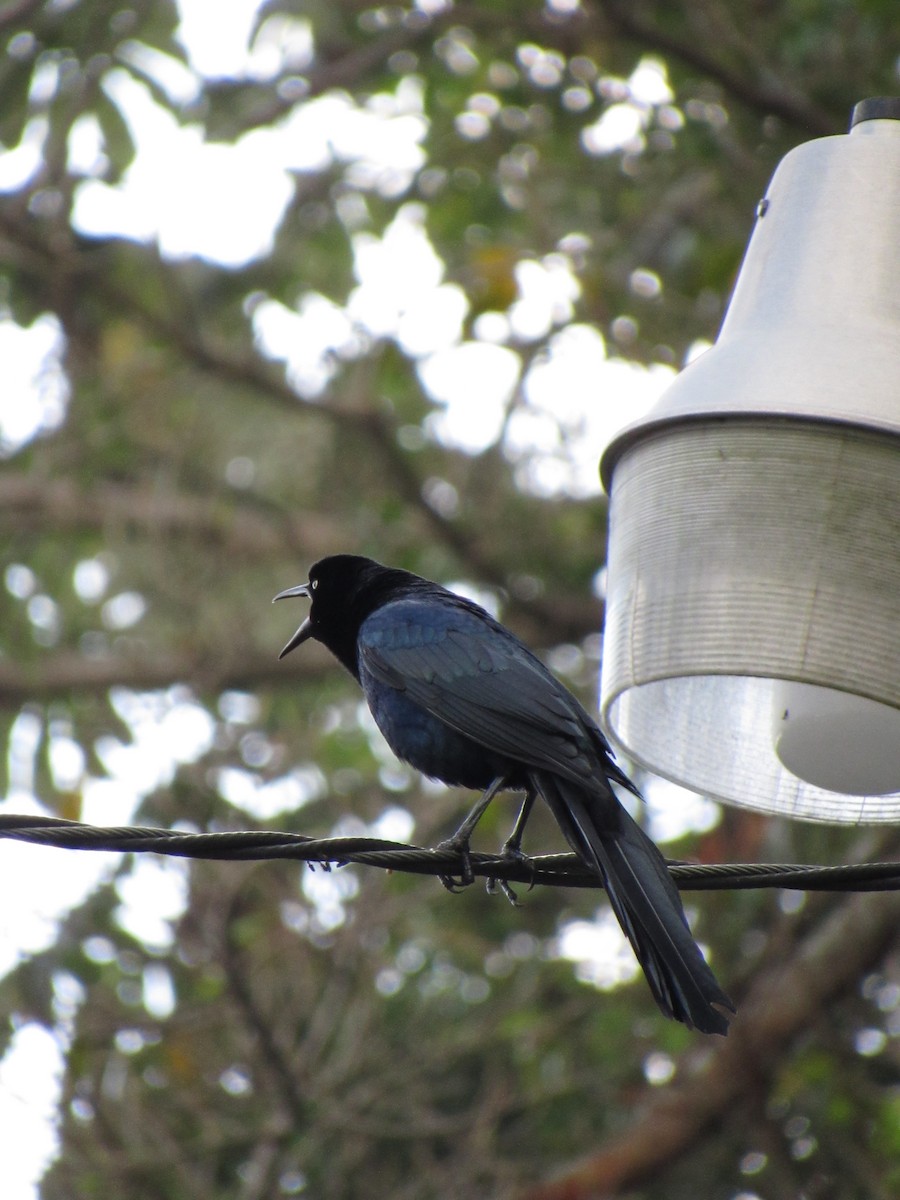 Great-tailed Grackle - ML646691155