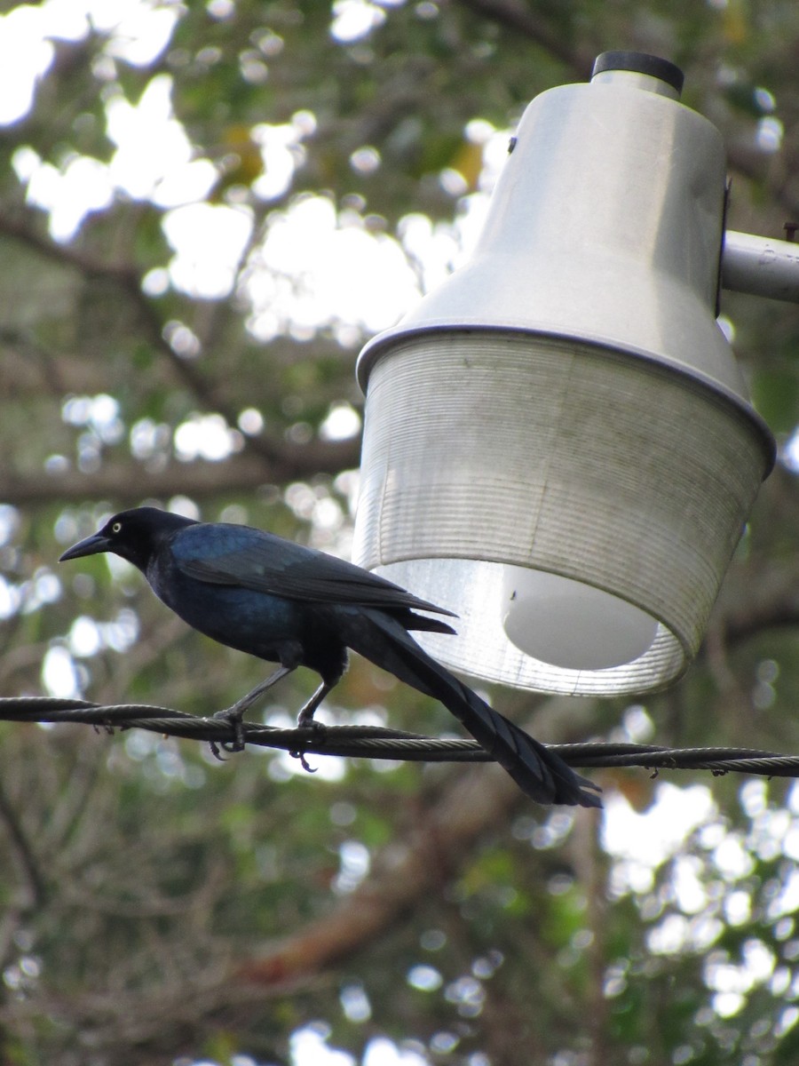 Great-tailed Grackle - ML646691156