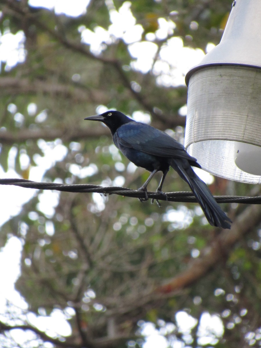 Great-tailed Grackle - ML646691157