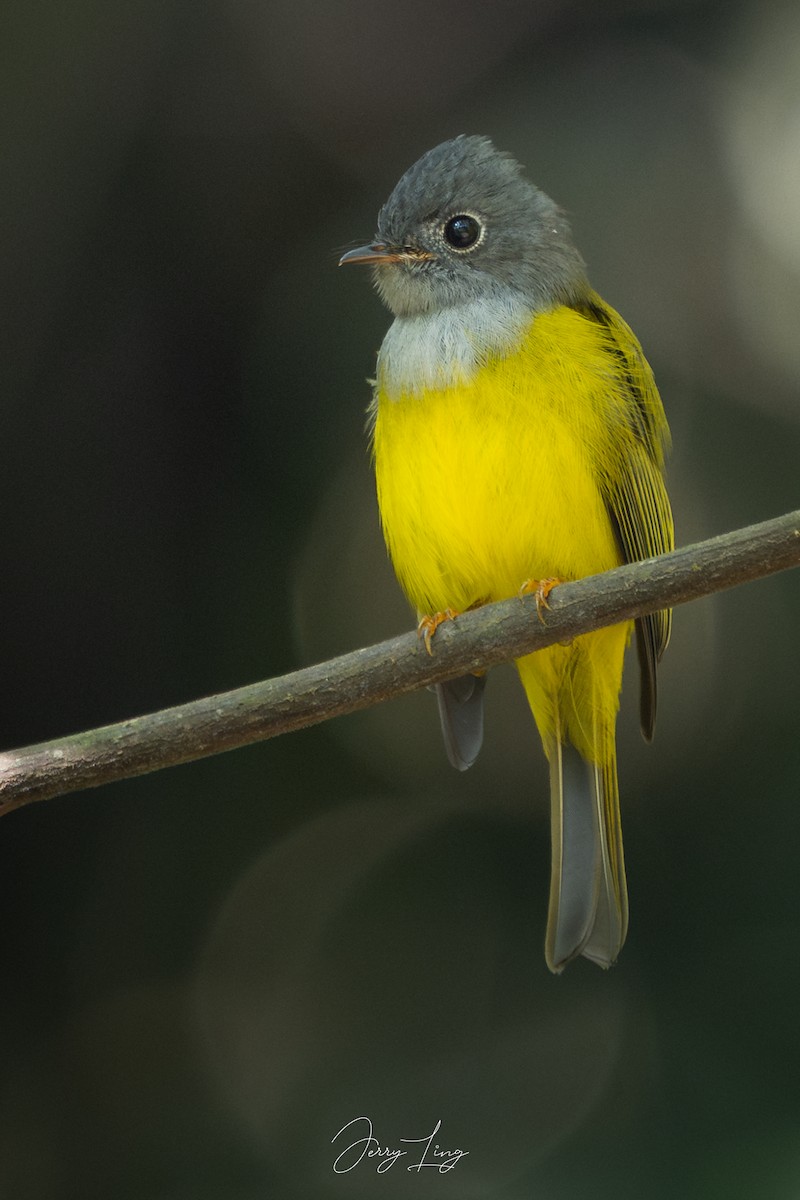 Gray-headed Canary-Flycatcher - ML646691171