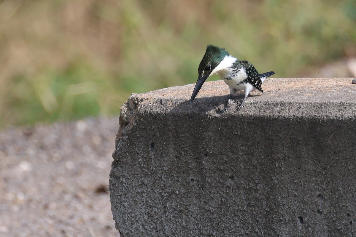 ミドリヤマセミ - ML646691172