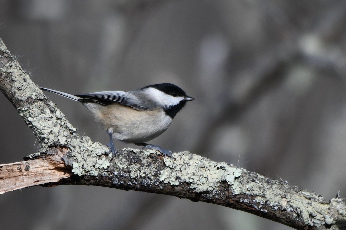 Carolina Chickadee - ML646691173