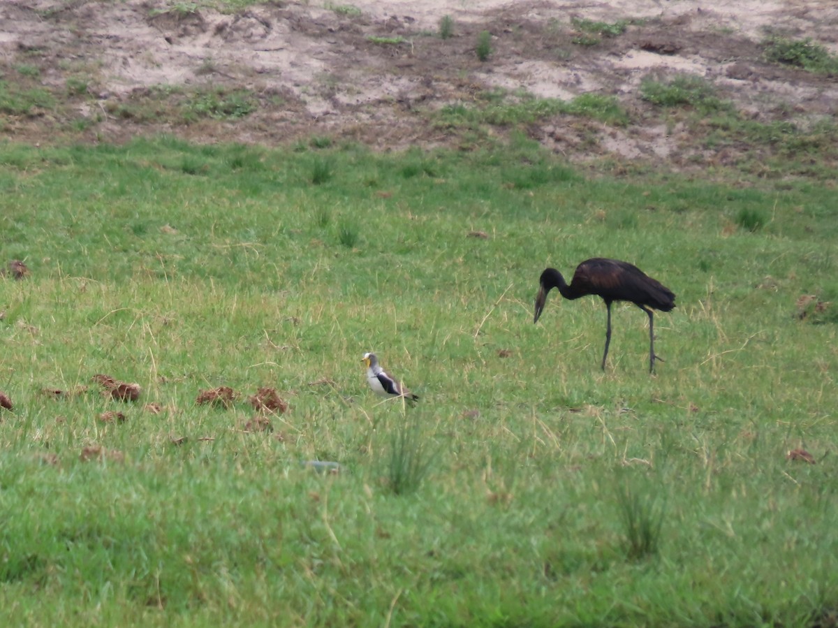African Openbill - ML646691174
