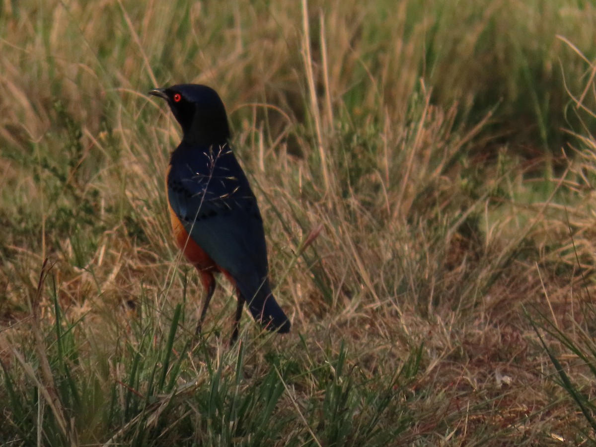 Hildebrandt's Starling - ML646691175
