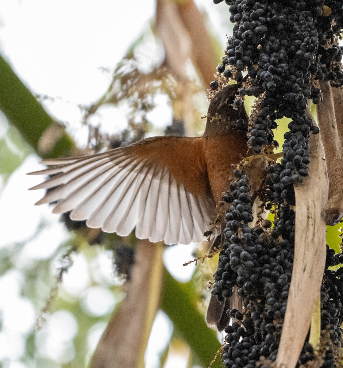 drozd rezavohřbetý - ML646691176